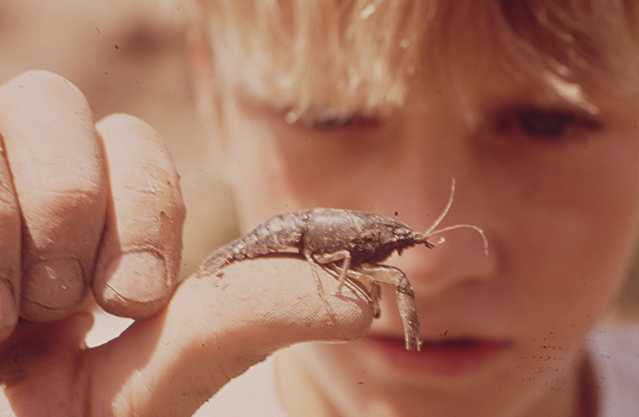 Saving Graces and The Crayfish Breakthrough