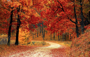Blazing Vermont Trees